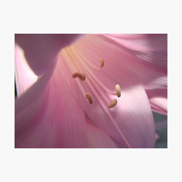Item preview, So Soft Naked Lady Flower  designed and sold by Linda Scott.