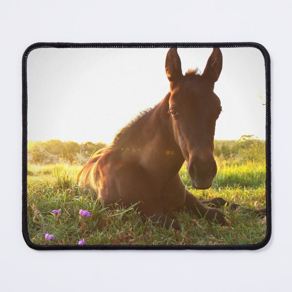 Item preview, Calypso designed and sold by Penny Kittel.