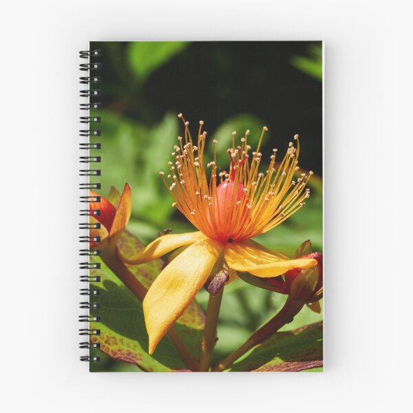 Item preview, Possible Hypericum designed and sold by Eidetic Photos.