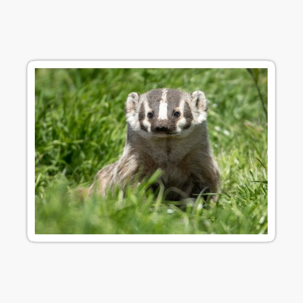 Moment of badger Sticker