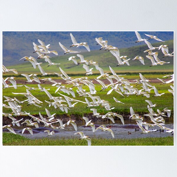Item preview, Tanzania. Ngorongoro Conservation Area. Flying Birds. designed and sold by vadim19.