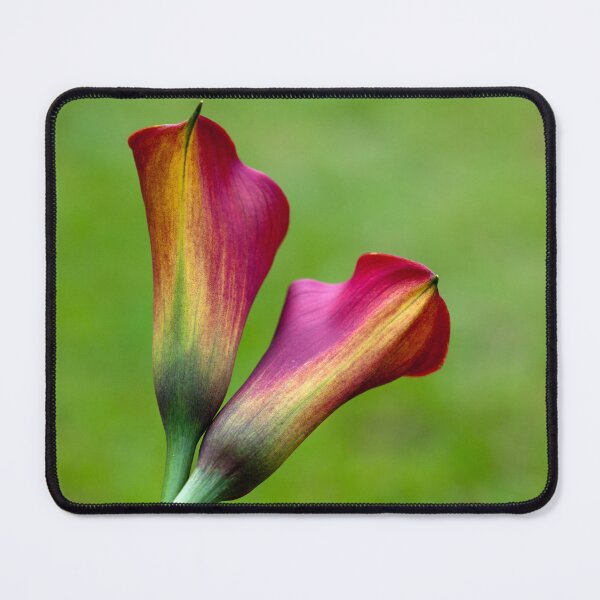Item preview, Calla Lilies designed and sold by clint hudson.