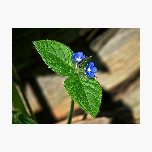 Green Alkanet - Pentaglottis sempervirens Photographic Print