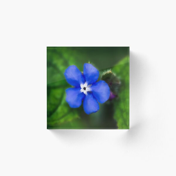 Green Alkanet - Pentaglottis sempervirens Acrylic Block