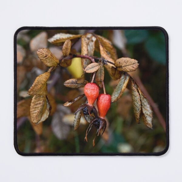 Item preview, Two Red Rosehips Hanging from a Branch designed and sold by couragesings.
