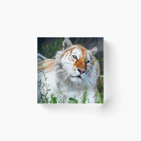 Item preview, Bleached Tiger designed and sold by Barnbk02.