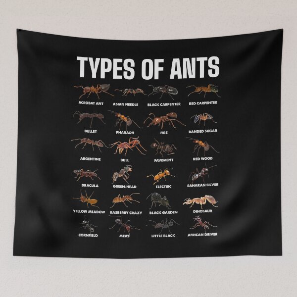 Item preview, Types of Ants for Ant Keeper Lovers designed and sold by NUMAcreations.