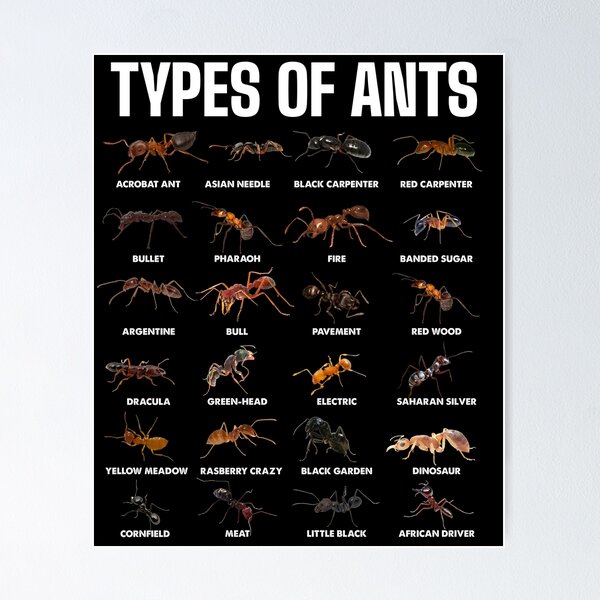 Item preview, Types of Ants for Ant Keeper Lovers designed and sold by NUMAcreations.