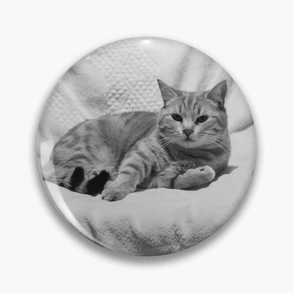 Artikelvorschau, Katzenkätzchen #22 Sticker entworfen und verkauft von CatSpectacleTv.