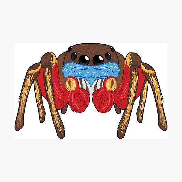 Item preview, Habronattus americanus designed and sold by HeckoGeckoArt.