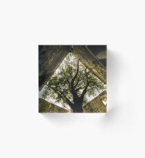 Yew Tree at Muckross Abbey - Killarney National Park Ireland Acrylic Block