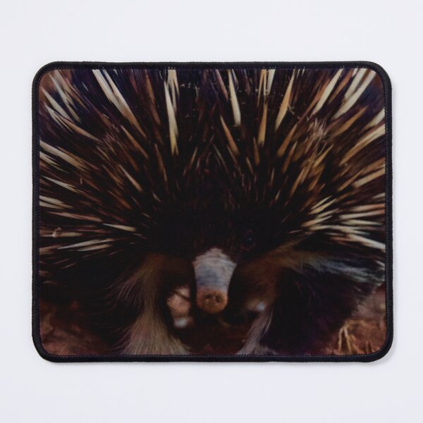 Item preview, White leg Echidna, April 2019. designed and sold by Felicity McLeod.