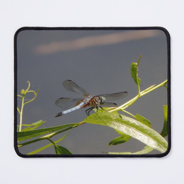 Item preview, Blue Dasher Dragonfly Side View designed and sold by gistinker.