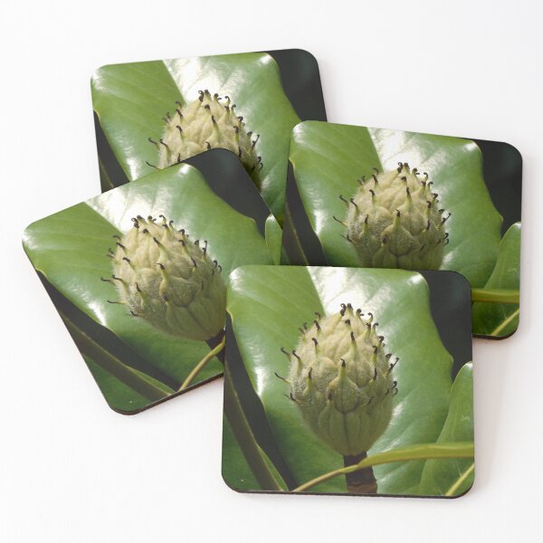 Item preview, Magnolia Seedpod in Summer designed and sold by gistinker.