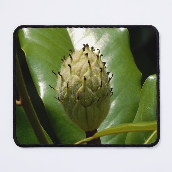 Item preview, Magnolia Seedpod in Summer designed and sold by gistinker.