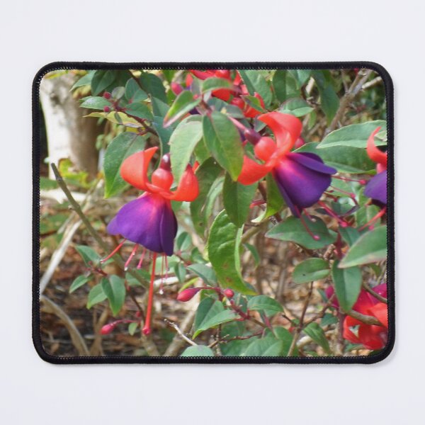 Item preview, Flowering Fuchsias  designed and sold by KeksWorkroom.