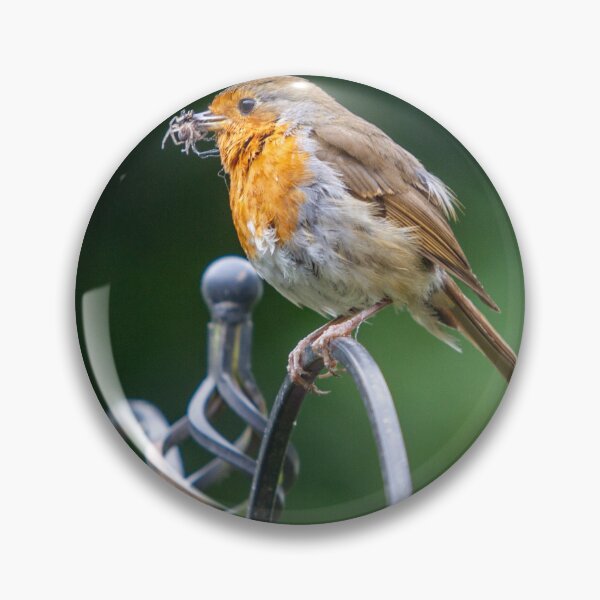 Item preview, feeding Robin designed and sold by McanPhotography.