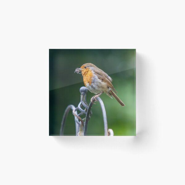 Item preview, feeding Robin designed and sold by McanPhotography.