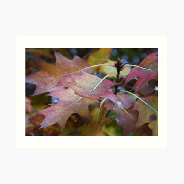 Autumn Leaves Art Print