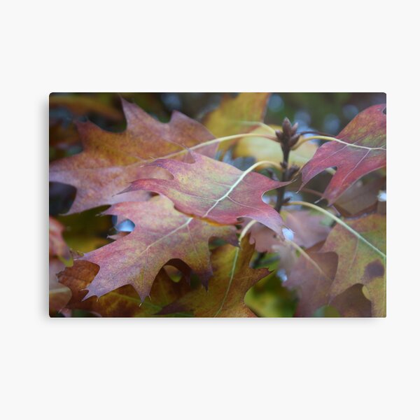 Autumn Leaves Metal Print