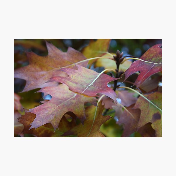 Item preview, Autumn Leaves designed and sold by AlexMac.