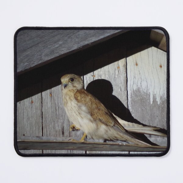 Item preview, Barn Hawk designed and sold by Penny Kittel.