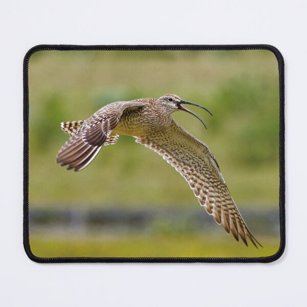 Item preview,  Whimbrel (Numenius phaeopus) in Kirkjubæjarklaustur in Iceland designed and sold by Klaus Offermann.