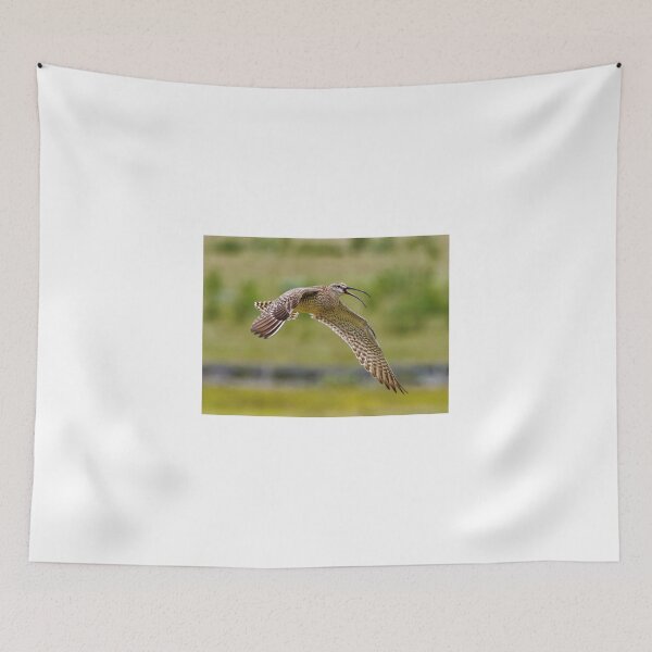 Item preview,  Whimbrel (Numenius phaeopus) in Kirkjubæjarklaustur in Iceland designed and sold by Klaus Offermann.