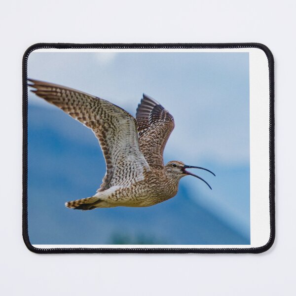 Item preview, Whimbrel (Numenius phaeopus) in Kirkjubæjarklaustur in Iceland designed and sold by Klaus Offermann.