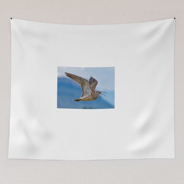 Item preview, Whimbrel (Numenius phaeopus) in Kirkjubæjarklaustur in Iceland designed and sold by Klaus Offermann.