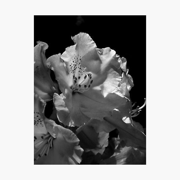 Item preview, Understated Beauty ~ designed and sold by Patty Lewis.