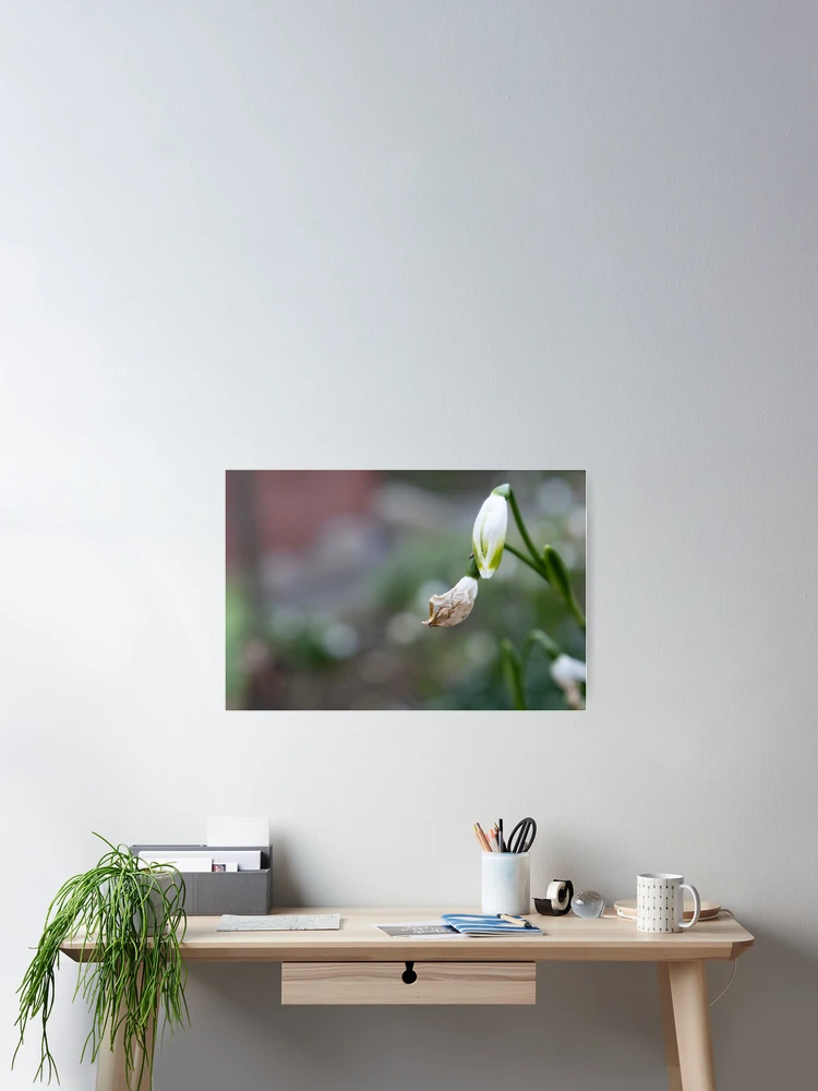 Thumbnail 2 of 3, Poster, Spring Snowflake designed and sold by Calidris Fotografie Steffi & Ben Köppler.