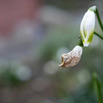 Artwork thumbnail, Spring Snowflake by Calidris Fotografie Steffi & Ben Köppler