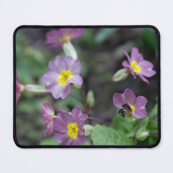 Item preview, Primrose designed and sold by Calidris Fotografie Steffi & Ben Köppler.