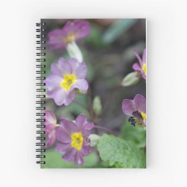 Item preview, Primrose designed and sold by Calidris Fotografie Steffi & Ben Köppler.