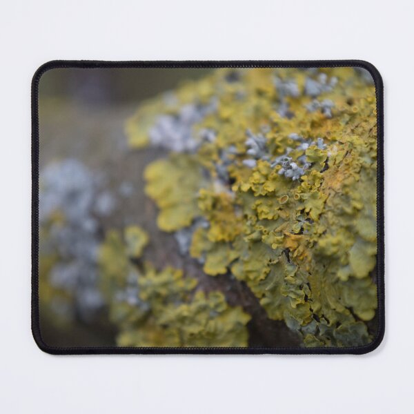 Item preview, Yellow Scale designed and sold by Calidris Fotografie Steffi & Ben Köppler.