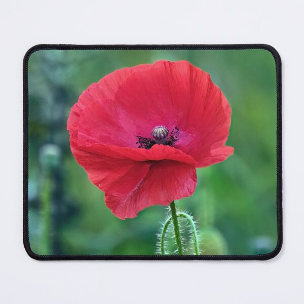 Item preview, Solitary Poppy designed and sold by Tom McPherson Photography.