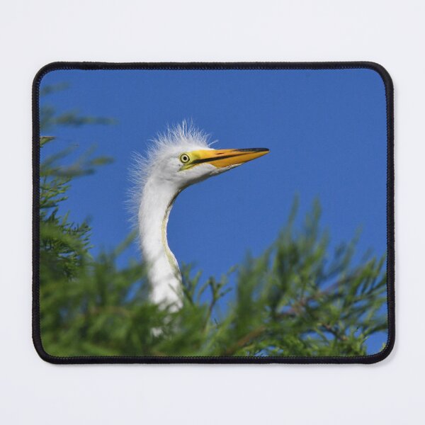 Item preview, Peekaboo Great Egret Chick designed and sold by richardbryce.