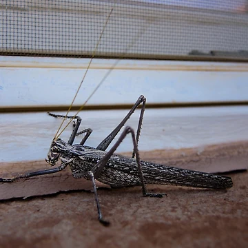 Artwork thumbnail, Big Bug by RJsphotography and More