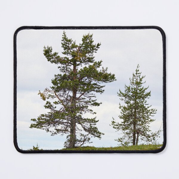 Item preview, Old and young pine together designed and sold by Jouko Lehto Photography.