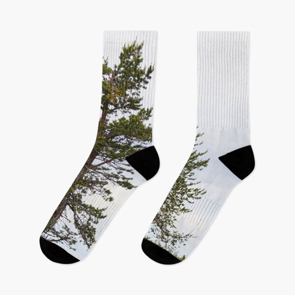 Item preview, Old and young pine together designed and sold by Jouko Lehto Photography.