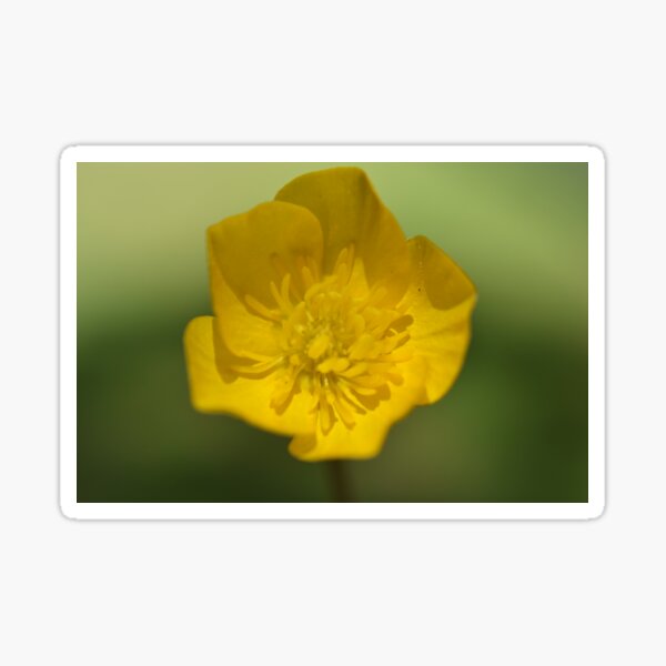 Item preview, Buttercup 02 designed and sold by Tonia Delozier's Photography .