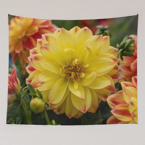 Item preview, Yellow & Red Dahlia flower Closeup designed and sold by Harmony Of The Mind.