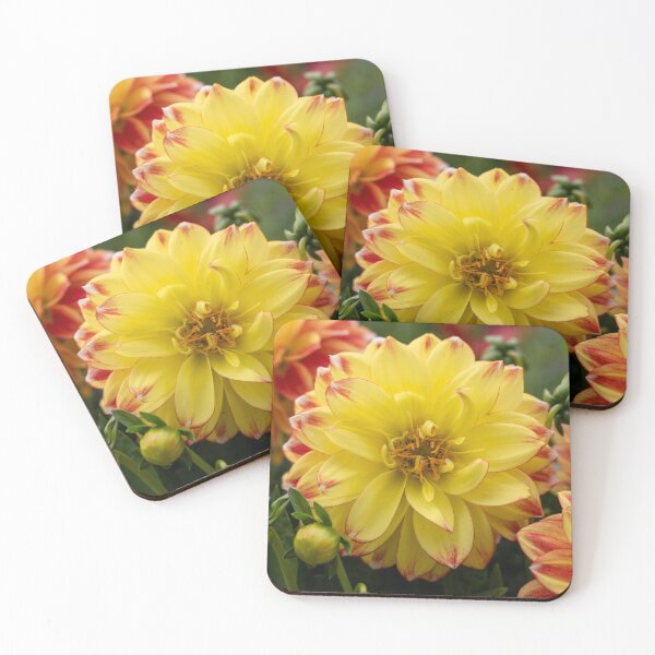 Item preview, Yellow & Red Dahlia flower Closeup designed and sold by Harmony Of The Mind.