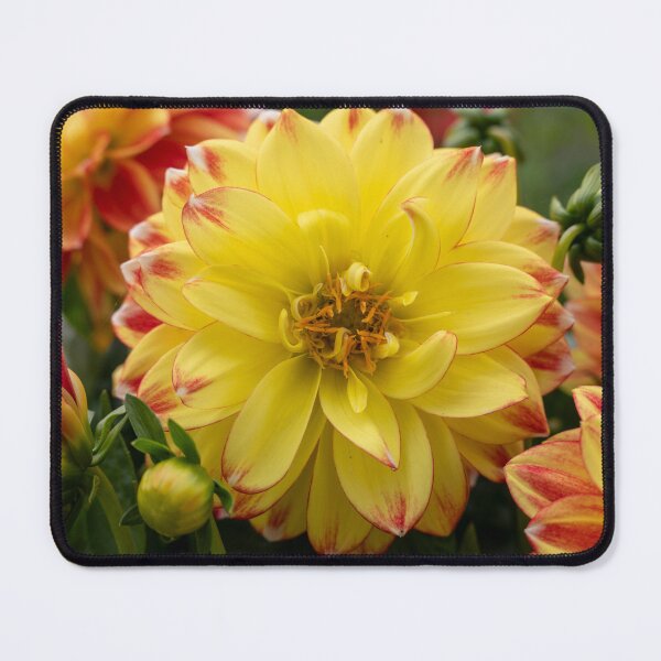 Item preview, Yellow & Red Dahlia flower Closeup designed and sold by Harmony Of The Mind.