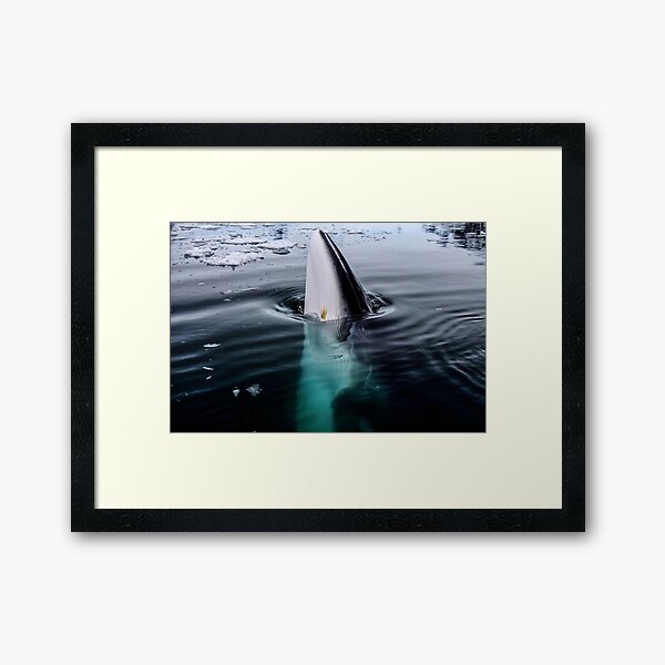 Item preview, Minke Whale designed and sold by elissatitle.