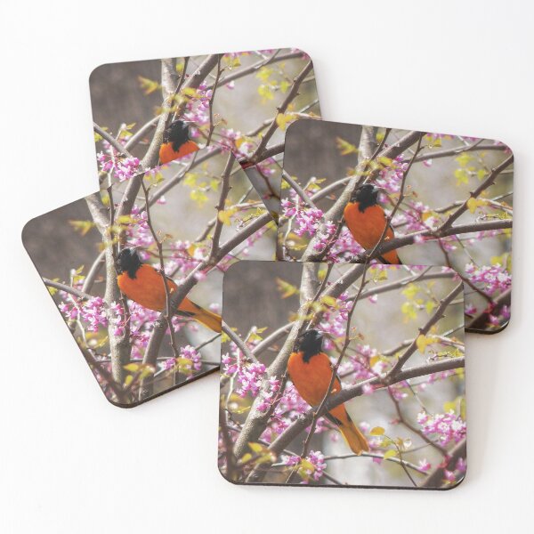 Item preview, Baltimore Oriole designed and sold by Frankie Cat Photography.