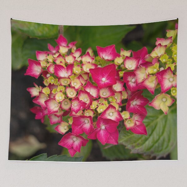 Item preview, Raspberry Color Hydrangea Flower With Green Foliage Background. designed and sold by Harmony Of The Mind.