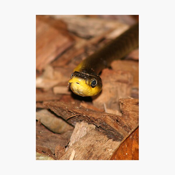 Item preview, Snake without a tree designed and sold by Norman Mueller.