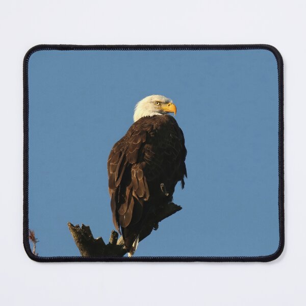 Item preview, Elegant eagle designed and sold by locustgirl.
